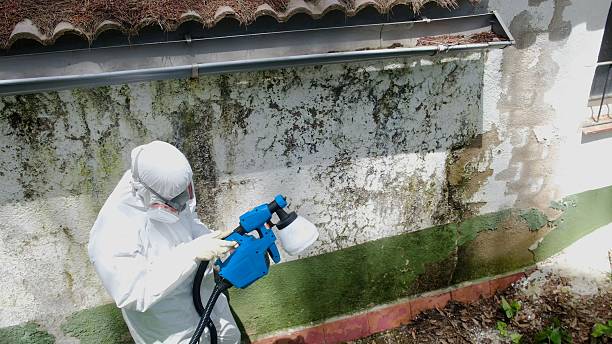 Mold Removal service in Denver